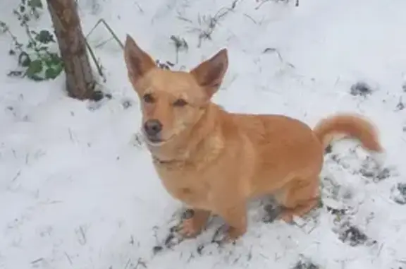 Собаки потеряшки, Калининград, фото: Потеряшка собака Буся на Орудийной улице
