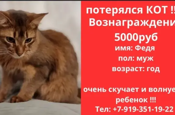 Пропала кошка Федя на Барановичской, Челябинск