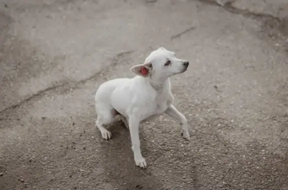 Собаки потеряшки, Санкт-Петербург, фото: Потеряшка собака Белочка на Новоизмайловском проспекте, СПб