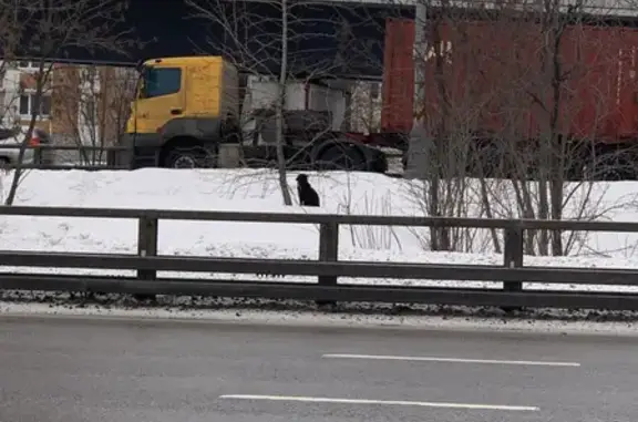 Найден чёрный пёс на Симферопольском шоссе, убегает от людей
