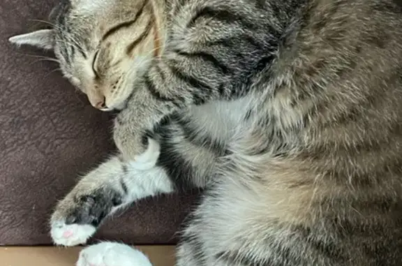 Кошки потеряшки, Лесосибирск, фото: Потеряшка кот Сэм, ул. Крылова 7.