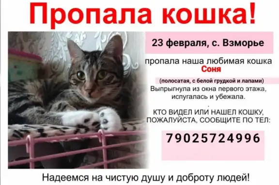 Пропала кошка в Взморье, Сахалинская область