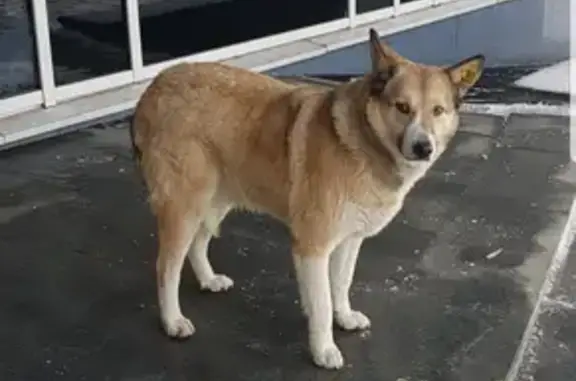 Собака найдена на Тэцевской, Казань