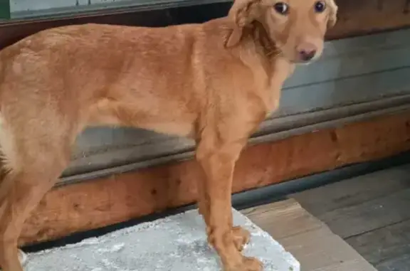 Собака найдена на ул. Прижелезнодорожной 10 в Рязани.