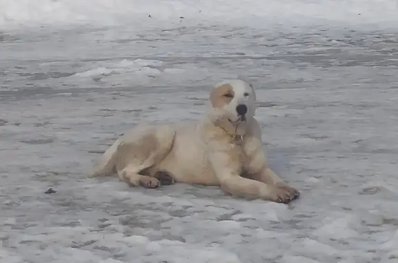 Собака Алабай с желтым ошейником найдена в Нижнеспасском сельсовете, Тамбовская область