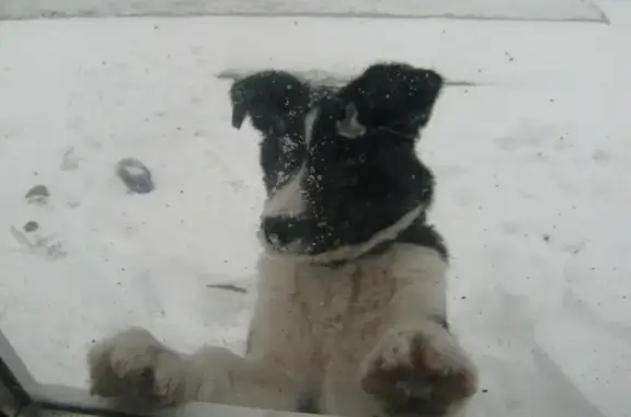 Пропала собака в Азове: смесь хаски с лайкой, кабель Ральфик, 10 лет, черно-белый окрас, на Коллонтаевском переулке, тел. 89185520934