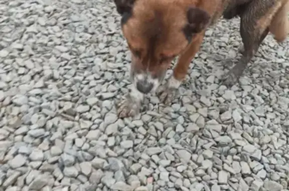 Найдена собака Кабель на улице Гагарина, 10, Азов
