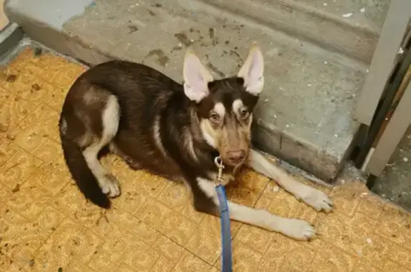 Найдена собака Мальчик на Самаркандском бульваре