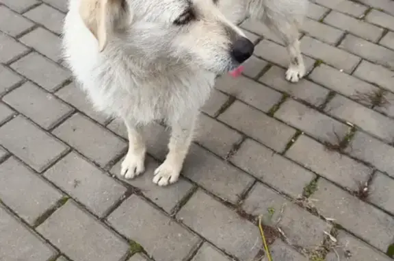 Найдена собака на ул. Димитрова, Краснодар