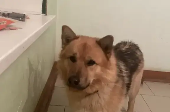 Найдена рыже-коричневая собака на Чернякова 7, Йошкар-Ола