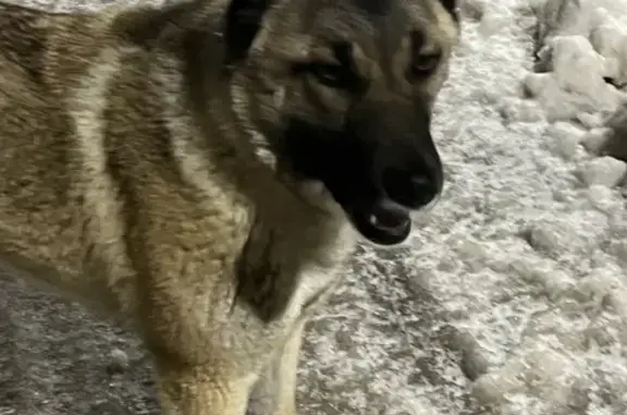 Найдена палевая собака в Новосьяново, Московская область