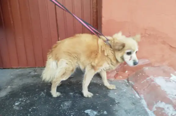 Найдена собака на ул. Соколиной Горы, Москва