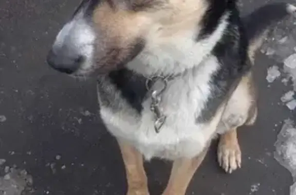 Собака без уха на ул. Адмирала Макарова, Москва