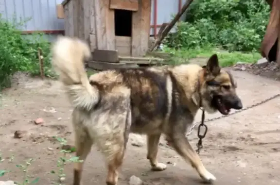 Пропала собака в Томске на Карповском переулке