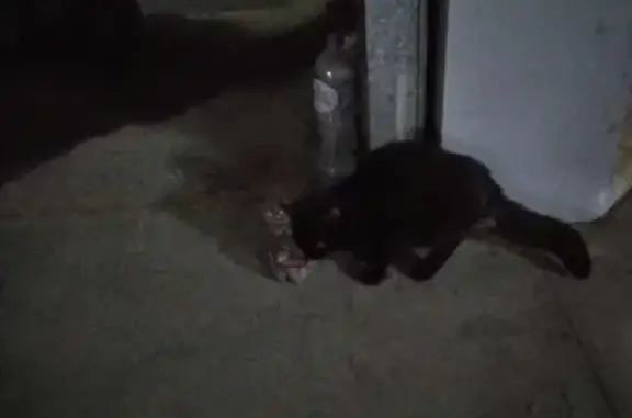 Найдена кошка на ул. Софьи Ковалевской, 2Г
