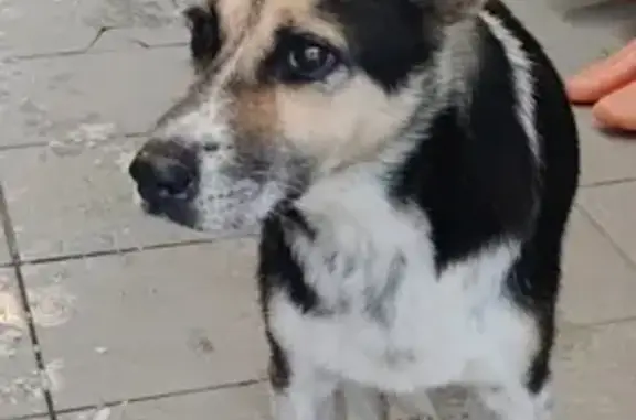 Пропала собака Жуля на Христиновском проспекте