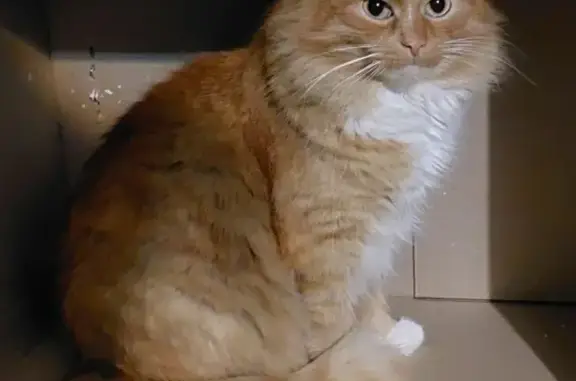 Пропала кошка Кот на Комсомольской, 1 в Кинешме