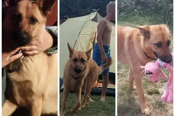 Пропала собака Бетти в Камчатском крае