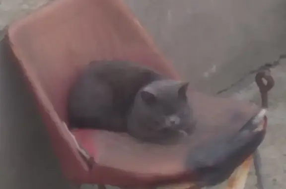 Найден британский кот на улице Прохорова, 21 в Новороссийске