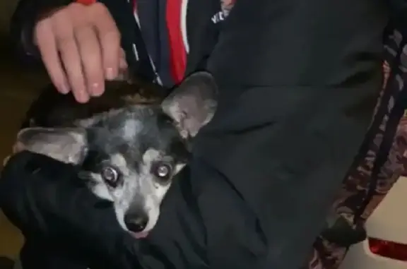 Собака найдена на Кубанской ул. в Краснодаре