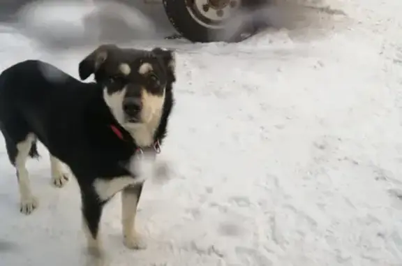 Найдена собака, Московская область, фото: Найдена собака с красным ошейником в Морозово