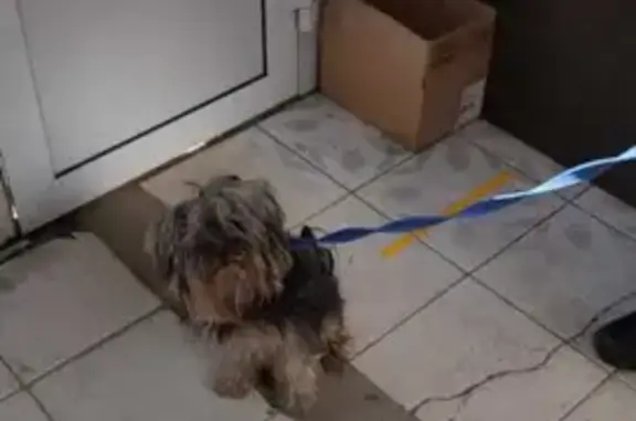 Собака найдена в киоске на ул. Вермишева, Липецк