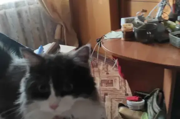 Пропала кошка на улице Железнодорожной, Красногорск