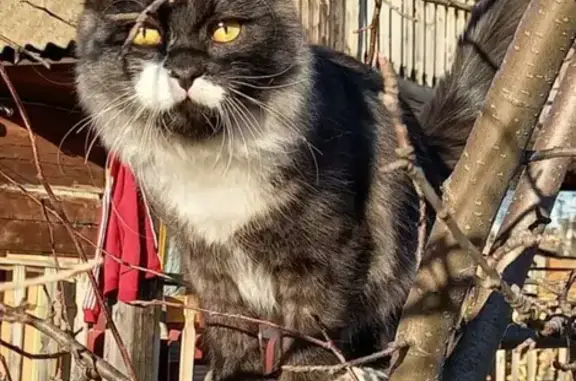 Пропала кошка Бусик в Шушенском, Красноярский край