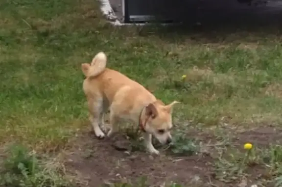 Пропала собака Ричи на улице Гагарина, Калачинск