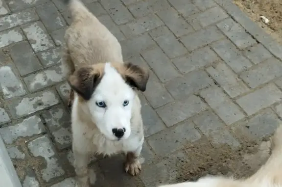 Потерян щенок на ул. Жданова, 27, Волгоград