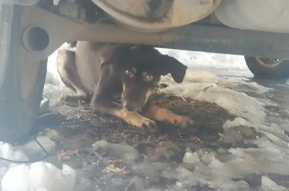 Собака найдена на Алма-Атинской, 136 в Самаре.