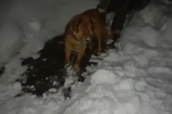 Найдена собака Мальчик на Правобережной улице, Бийск