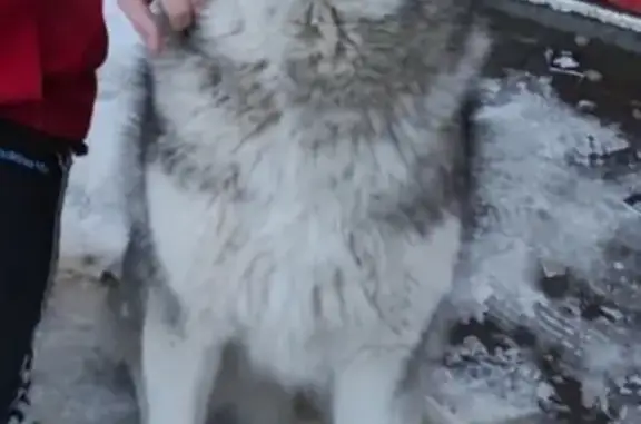 Пропала собака Маламут, нужна помощь! (адрес: проспект Мира, 142, Донецк)