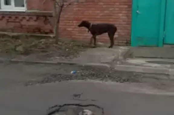 Найдена собака на Каракумской, Ростов-на-Дону
