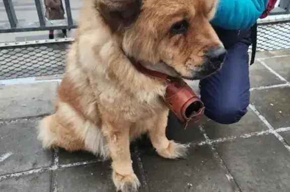 Найдена собака на Красном Балтийце, Водопроводный переулок, Москва