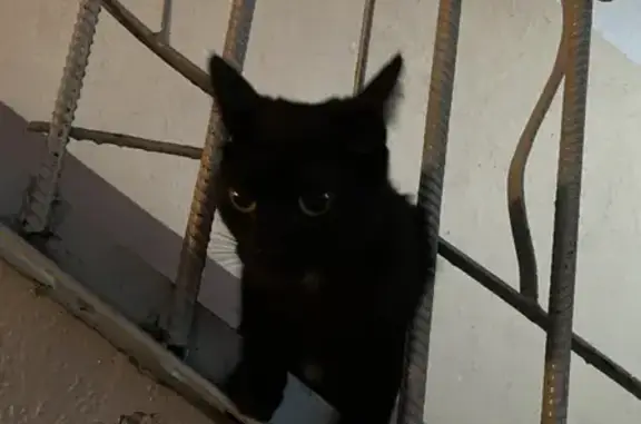 Черненькая кошка на Воронова, 12Д