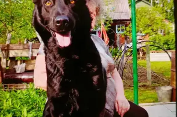 Пропала собака Риччи на ул. Гоголя, 8 в Щёлково