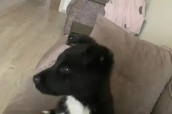 Найдена собака на улице Новосёлов, Черный окрас с белым пятном