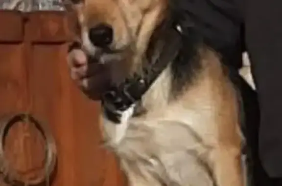 Пропала собака Рикки на Затулинке, Новосибирск