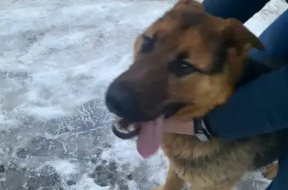 Найдена молодая собака на Салмышской улице, ищет новых хозяев