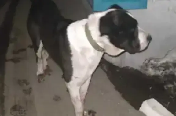 Найдена собака в Тимирязевке