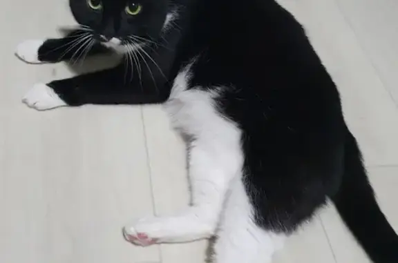 Найдена кошка Кот на улице Розы Люксембург, 3, Сысерть