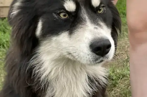 Пропала собака Дора в Орловской области