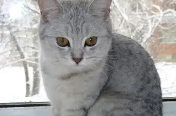 Кошки потеряшки, Казань, фото: Потеряшка бело-серая британская кошка на Ягодинской улице (Казань)