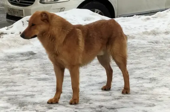 Собака потерялась на улице Островитянова, 5 в Москве.