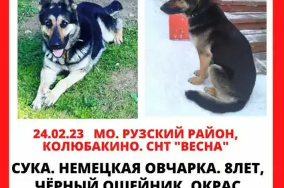 Пропала собака Гера в Колюбакино
