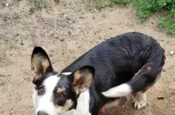 Пропала собака Вельш корги на Раменской, 31