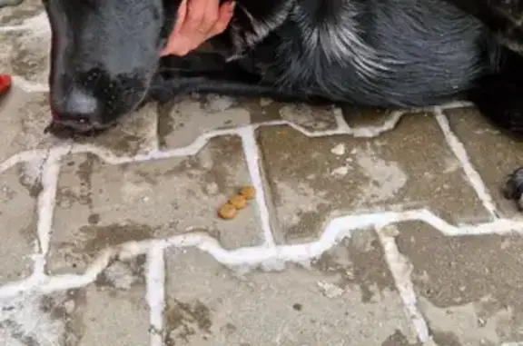 Найдена собака в Кузьминках, контакты передержки