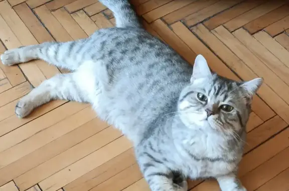 Кошка Кот найдена на Союзном проспекте, Москва