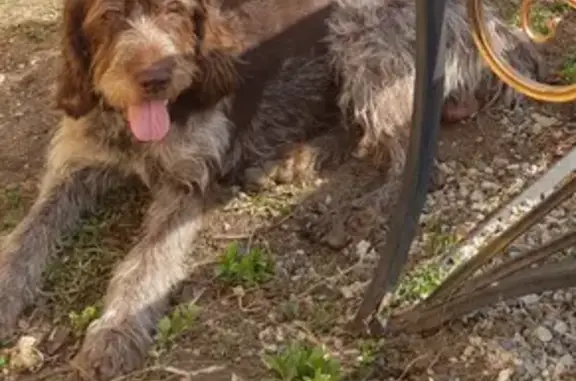 Пропала собака Буч на Заречной улице